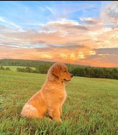 a golden retriever sitting in the middle of a grassy field with sunset behind it