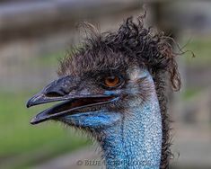 an ostrich is looking at the camera while standing in front of a fence