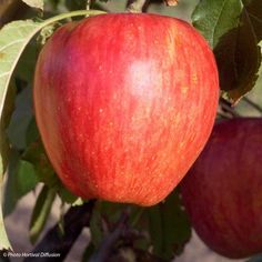 two red apples hanging from a tree with green leaves