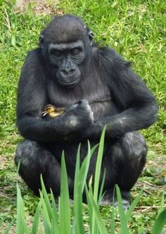 a gorilla sitting in the grass eating something