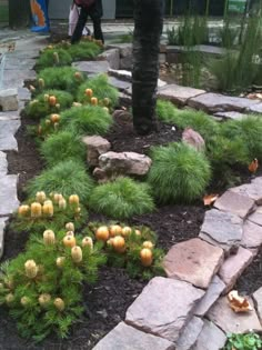 a garden with rocks and plants in it