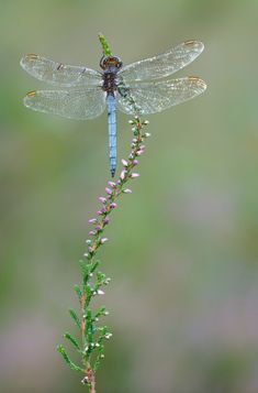 a blue dragonfly sitting on top of a plant