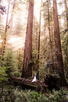 Redwoods Elopement Ceremony Oregon Wedding Photography, Redwood Forest Aesthetic, Redwood Elopement, Magical Forest Wedding, Elopement Destinations, Dream Wedding Ring