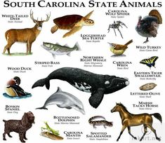 an animal poster with different types of animals