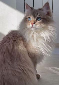 a fluffy cat with blue eyes sitting on the floor