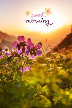 the sun is setting over some purple flowers in the grass with words good morning on it