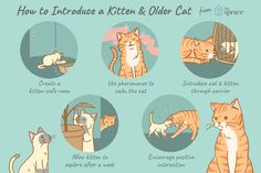 how to introduce a kitten and older cat