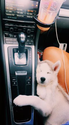 a white husky dog sitting in the driver's seat of a car with its paw on the steering wheel