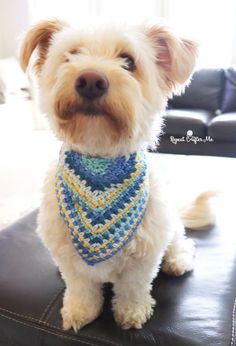 a small white dog wearing a blue and yellow crocheted bandana