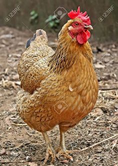 a close up of a chicken on a dirt ground with grass and trees in the background