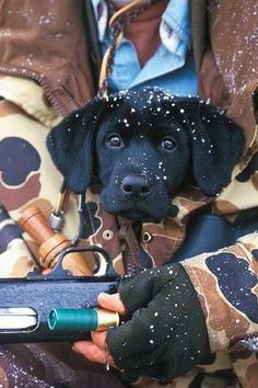 Livin And Dying In 3/4 Time Black Lab Hunting, Cute Hunting Dogs, Hunting Dog Photography, Hunting Labrador Retriever, Dog Hankies, Duck Hunting Photography, Labs Hunting, Duck Hunting Dogs, Lab Pups