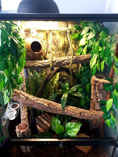 an aquarium filled with lots of green plants