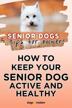 a white dog with the words senior dogs tips for owners how to keep your senior dog active and healthy