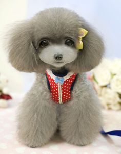 a gray poodle wearing a red and white dress sitting on top of a table