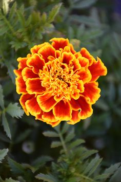 an orange and yellow flower with green leaves