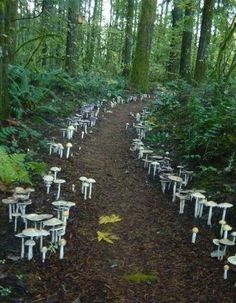 many small white tables and chairs in the woods