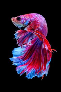 a red and blue siamese fish on a black background with its tail curled up