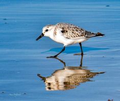 a small bird standing in the water with its reflection on it's surface and looking for food