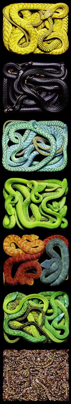 four rows of different colored snakes on black background