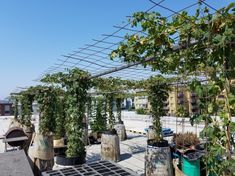 many potted plants are growing on the roof