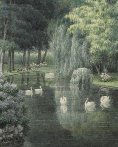 swans swimming in a pond surrounded by trees