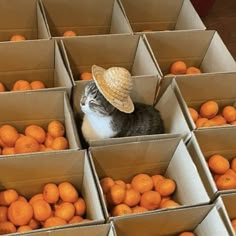 a cat wearing a straw hat sitting in a box filled with oranges