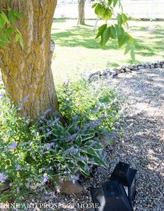 a black box sitting under a tree next to a purple flower bush and rock garden