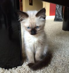 a small kitten sitting under a table on the floor with its paws up to it's head