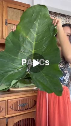 Gabriela Marcondes on Instagram: "Fortalecer o consumo de PANCs é fortalecer a agricultura local e possibilitar alimento nutritivo de fácil acesso! 🥬

Ah, e vale falar que às vezes uma planta que não é comum em uma região é comum em outra e portanto na região que a planta é consumida com frequência ela não é considerada uma PANC.

Separei uma listinha de PANCs pra vocês:

- Azedinha
- Beldroega
- Bertalha
- Coração de bananeira 
- Ora-pro-nobis 
- Peixinho
- Taioba 
- Serralha 
- Folhas de batata doce 
- Dente-de-leão 

⚠️Antes de consumir uma PANC é importante pesquisar se é obrigatório o cozimento dela, algumas não podem ser consumidas cruas. 

A serralha pode ser consumida crua e por isso fica uma delícia fazer pesto:

Ingredientes 
- 2 a 3 xícaras de serralha picada 
- 1/2 xícara de n