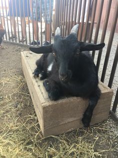 two black goats laying on top of a wooden box