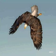 an eagle is flying through the air with its wings spread out and it's talon extended