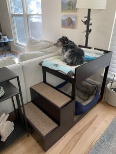 a dog laying on top of a bunk bed in a living room next to a couch