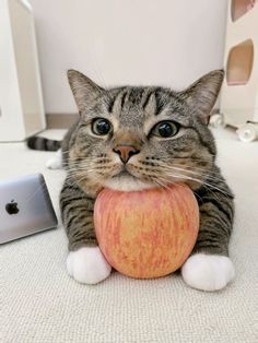 a cat with an apple in its mouth on the floor next to a laptop computer