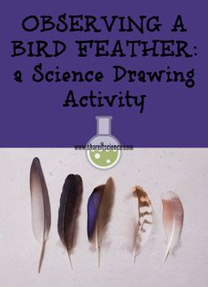 the cover of observing a bird feather a science drawing activity, with five feathers lined up in a row