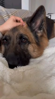 a dog laying on top of a bed next to a person holding his hand over it's head