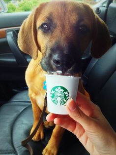 a brown dog holding a starbucks cup in it's mouth while sitting in a car