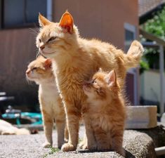 two orange kittens standing next to each other