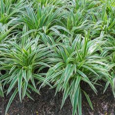 some very pretty green plants in the dirt