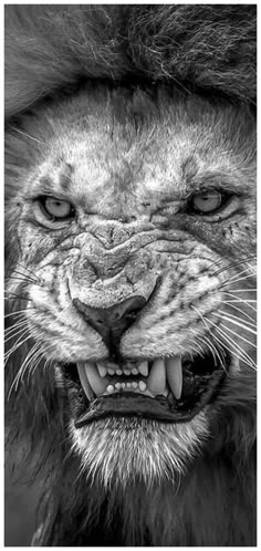 a black and white photo of a lion's face with it's mouth open