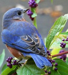 a blue bird sitting on top of a green leafy tree next to purple berries