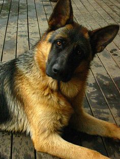 a german shepard dog laying on a wooden deck