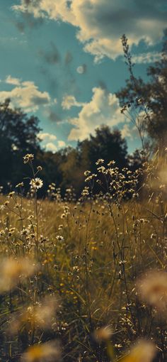 the sun shines brightly on some wildflowers in a field with trees in the background