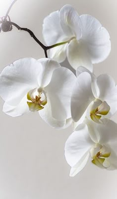 three white orchids are hanging from a twig on a branch in front of a light background