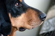 a black and brown dog looking off into the distance