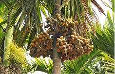 a bunch of fruit hanging from a palm tree