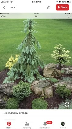 a small evergreen tree sitting in the middle of a garden