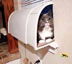 a gray and white cat sitting in a mailbox