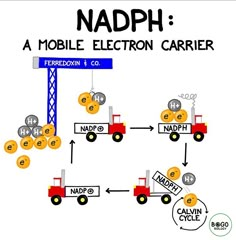 the diagram shows how to make a mobile phone carrier