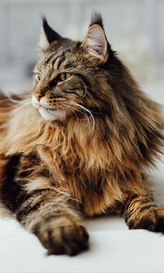 a long haired cat laying on top of a bed