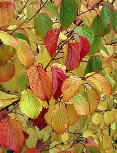 colorful leaves are growing on the branches of a tree